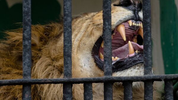 Cage with a lion - Sputnik Afrique