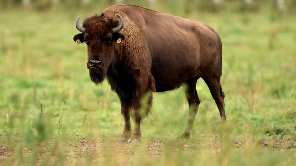 Un bison  - Sputnik Afrique