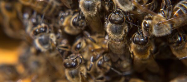 Пчелы на пасеке у села Натальино Свободненского района в Амурской области. - Sputnik Afrique