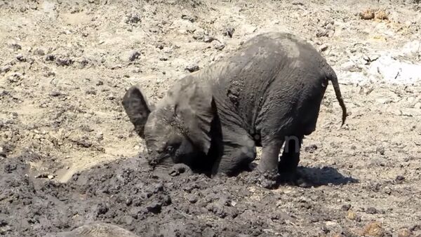 La boue, j’adore! Un bébé éléphant prend un bain de boue - Sputnik Afrique