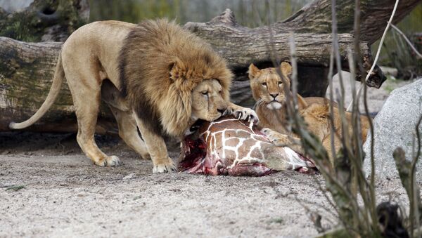 This is a Sunday, Feb. 9, 2014 file photo of the carcass of Marius, a male giraffe, as it is eaten by lions after he was put down in Copenhagen Zoo - Sputnik Afrique