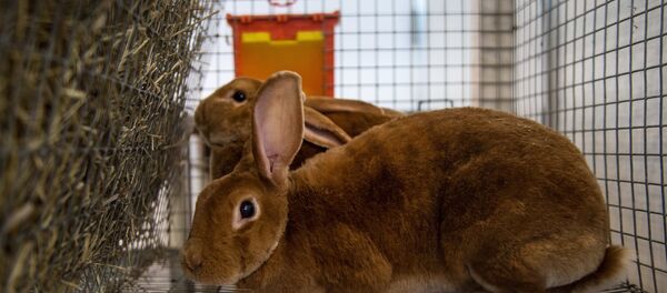 Un lapin - Sputnik Afrique