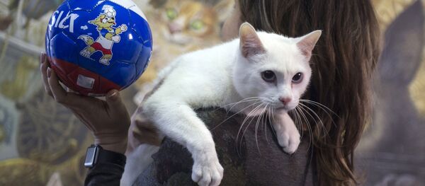 L’oracle blanc comme neige: le chat Achille se prépare à la Coupe du monde de football L’oracle blanc comme neige: le chat Achille se prépare à la Coupe du monde de football - Sputnik Afrique