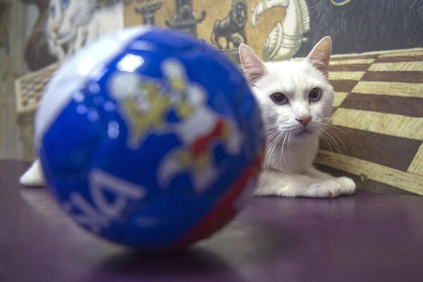 L’oracle blanc comme neige: le chat Achille se prépare à la Coupe du monde de football - Sputnik Afrique