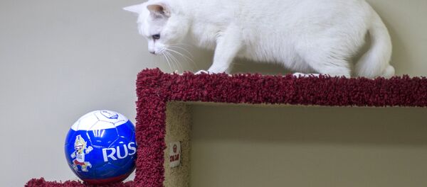 Le chat oracle Achille - Sputnik Afrique