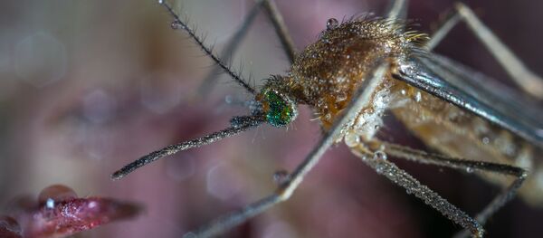 moustique - Sputnik Afrique