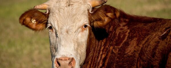 Un taureau - Sputnik Afrique