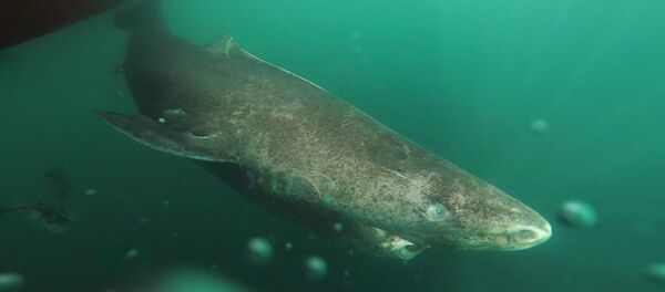 This undated photo made available by Julius Nielsen on Aug. 11, 2016 shows a Greenland shark slowly swimming away from a boat, returning to the deep and cold waters of the Uummannaq Fjord in northwestern Greenland during tag -and- release program in Norway and Greenland - Sputnik Afrique