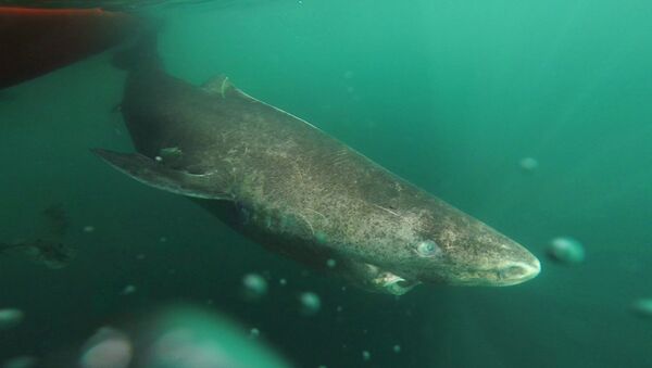 This undated photo made available by Julius Nielsen on Aug. 11, 2016 shows a Greenland shark slowly swimming away from a boat, returning to the deep and cold waters of the Uummannaq Fjord in northwestern Greenland during tag -and- release program in Norway and Greenland - Sputnik Afrique