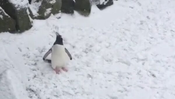 Penguin Welcomes Storm Emma at Edinburgh Zoo - Sputnik Afrique