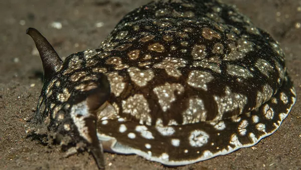 Pleurobranchaea brockii - Sputnik Afrique