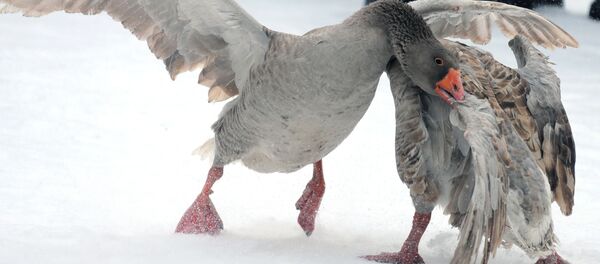 Des oies Des oies - Sputnik Afrique