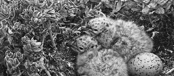 Oisillons (image d'illustration) Oisillons (image d'illustration) - Sputnik Afrique