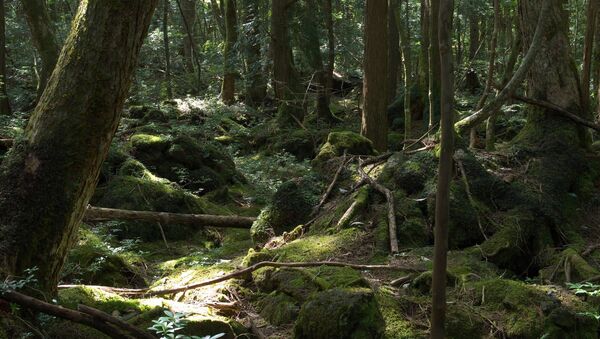 Suicide Forest or Sea of Trees, Aokigahara, Yamanashi - Sputnik Afrique