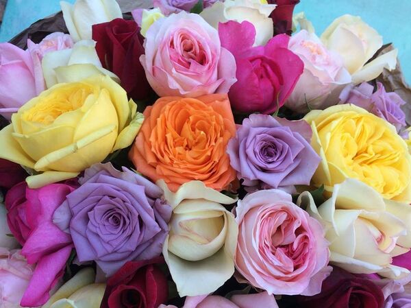 Des roses - Sputnik Afrique