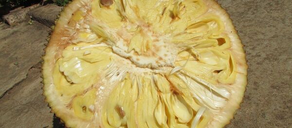 jackfruit - Sputnik Afrique