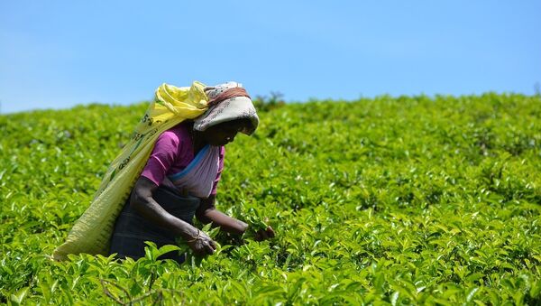 Une plantation de thé - Sputnik Afrique