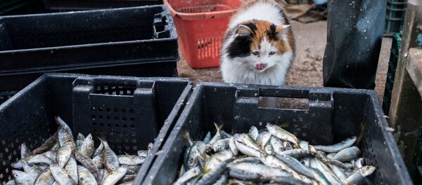 Une prise - Sputnik Afrique