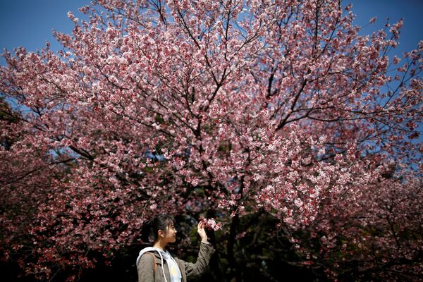 La floraison précoce du cerisier au Japon et en Chine - Sputnik Afrique