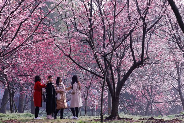 La floraison précoce du cerisier au Japon et en Chine - Sputnik Afrique