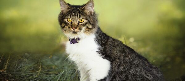 Un chat - Sputnik Afrique