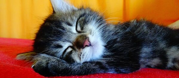 Le sommeil est indspensable à tout le monde - Sputnik Afrique