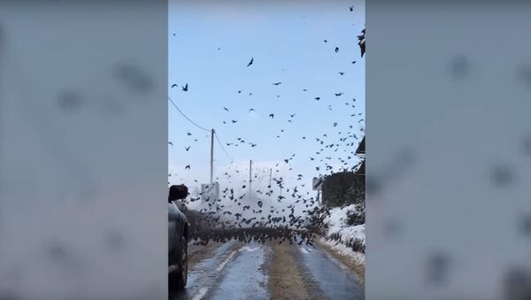 Les oiseaux d’Hitchcock: des milliers d’étourneaux occupent une route en Angleterre - Sputnik Afrique