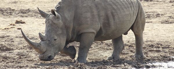 Rhinocéros blanc - Sputnik Afrique