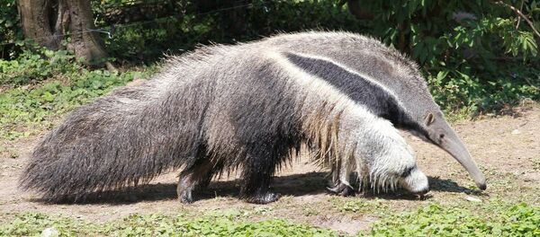 Un fourmilier - Sputnik Afrique