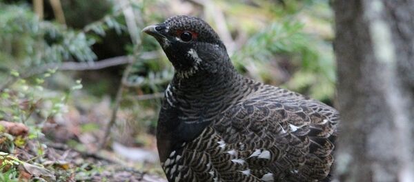 белая куропатка - Sputnik Afrique