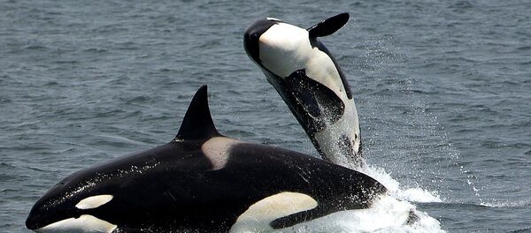 Orque (image d'illustration) - Sputnik Afrique