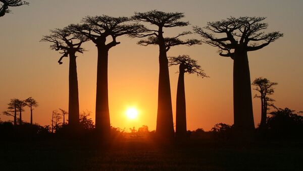 Des baobabs - Sputnik Afrique