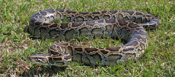 Python molure - Sputnik Afrique