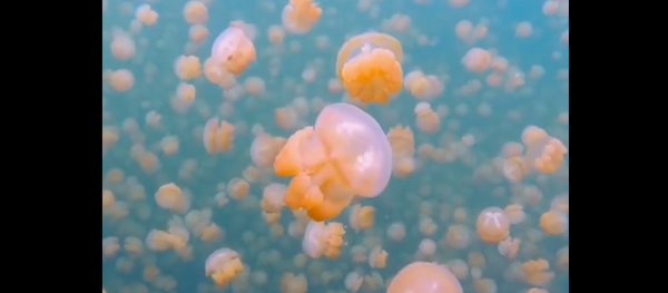 Le lac aux milliers de méduses, une immersion incroyable - Sputnik Afrique