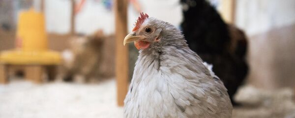 une poule - Sputnik Afrique