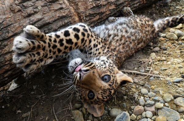 Un berger d’Asie centrale adopte un bébé léopard - Sputnik Afrique