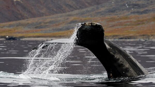 Une baleine à bosse mâle a traversé trois océans, battant un record de distance