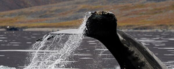 baleine - Sputnik Afrique