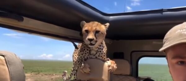 Un guépard a sauté dans une voiture de touristes en Tanzanie - Sputnik Afrique