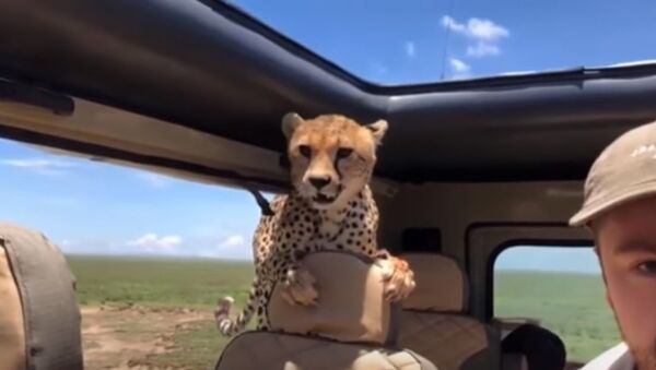 Un guépard a sauté dans une voiture de touristes en Tanzanie - Sputnik Afrique