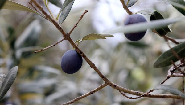 olives - Sputnik Afrique