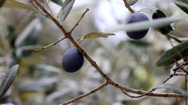 olives - Sputnik Afrique