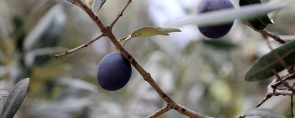 olives olives - Sputnik Afrique
