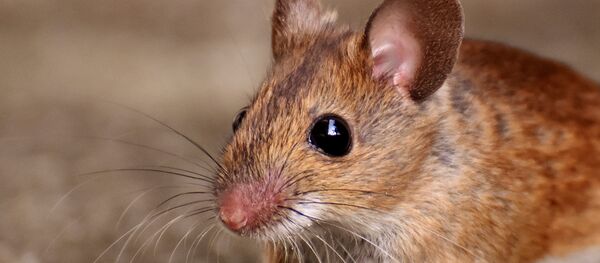 souris - Sputnik Afrique