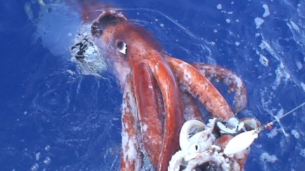 Giant squid - Sputnik Afrique