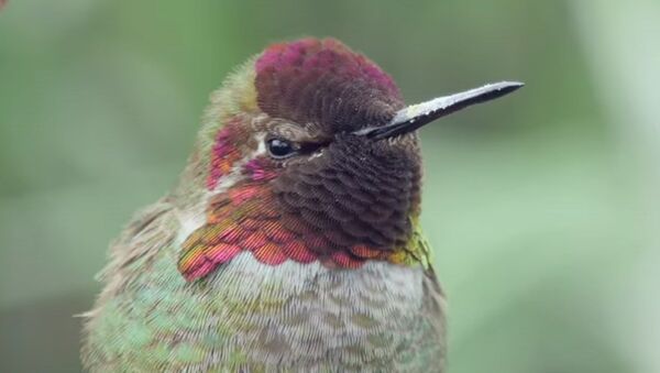 Anna's Hummingbird//VitalHog - Sputnik Afrique