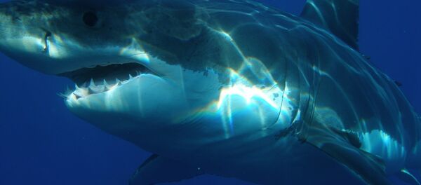 Grand requin blanc - Sputnik Afrique