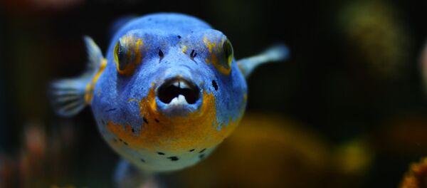 Un poisson - Sputnik Afrique