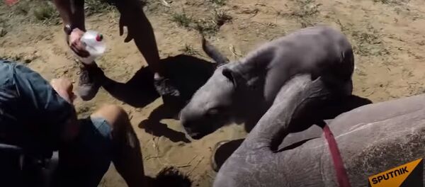 Le grand courage d’un petit rhinocéros - Sputnik Afrique