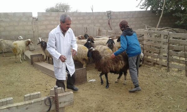 L’agriculture se relève dans la province de Deir ez-Zor - Sputnik Afrique